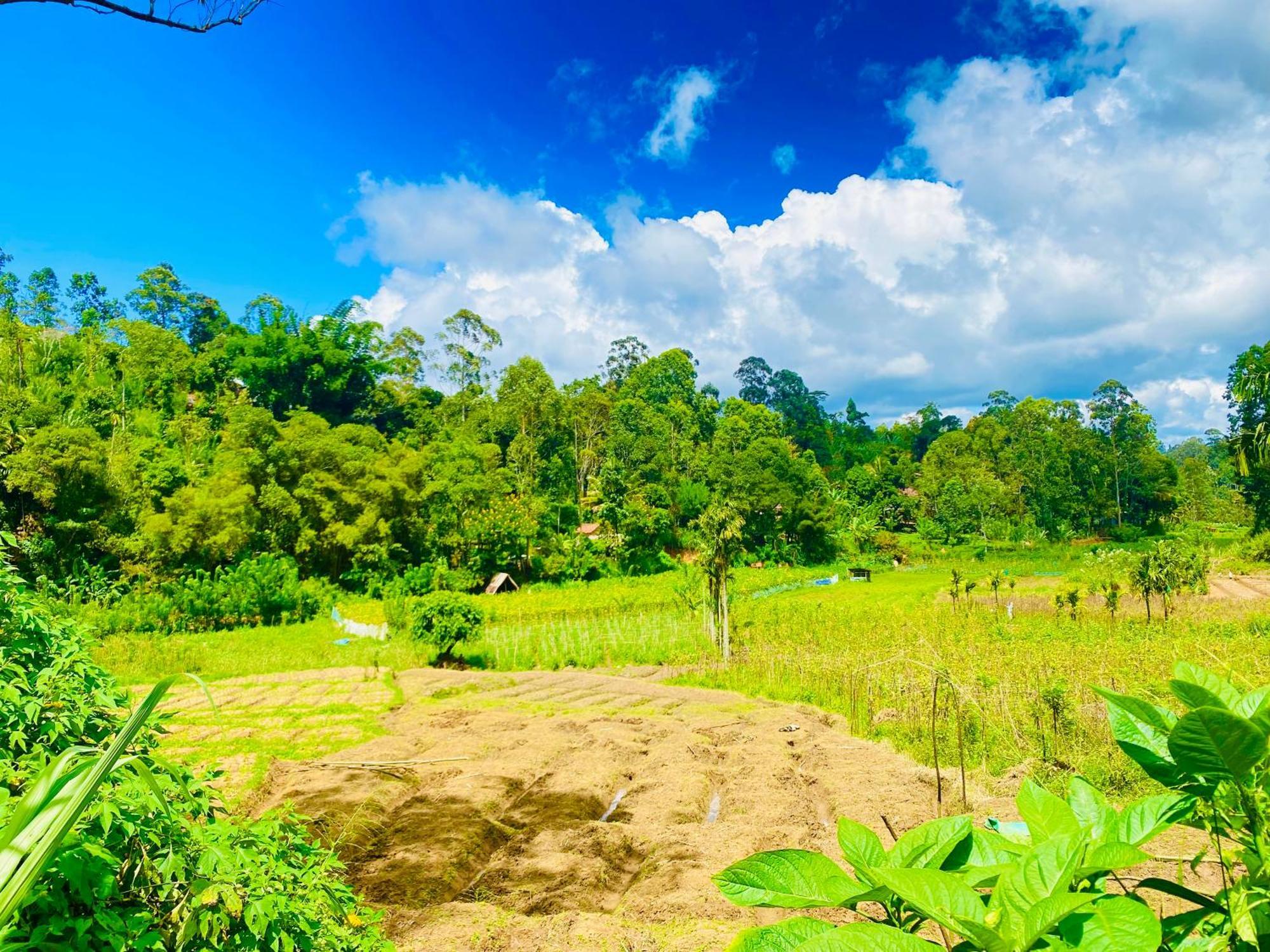 The Kingdom Of Homestay